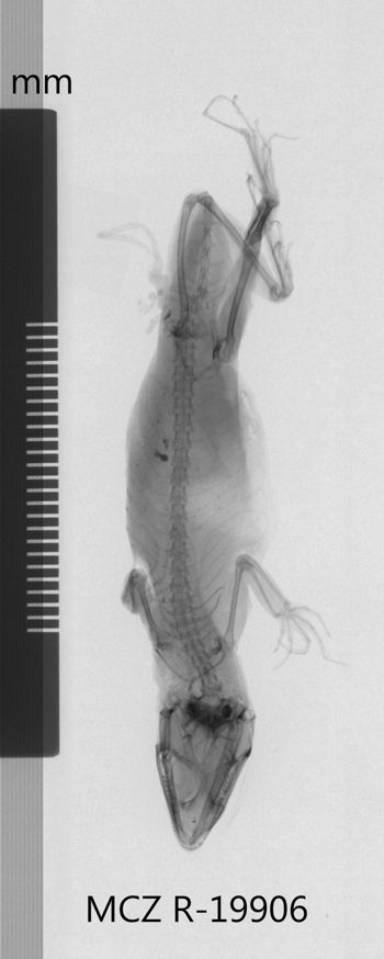 Media type: image;   Herpetology R-19906 Aspect: dorsoventral x-ray